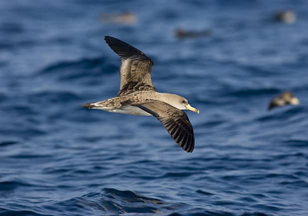 El estado de los océanos a través del comportamiento de las aves de alta mar